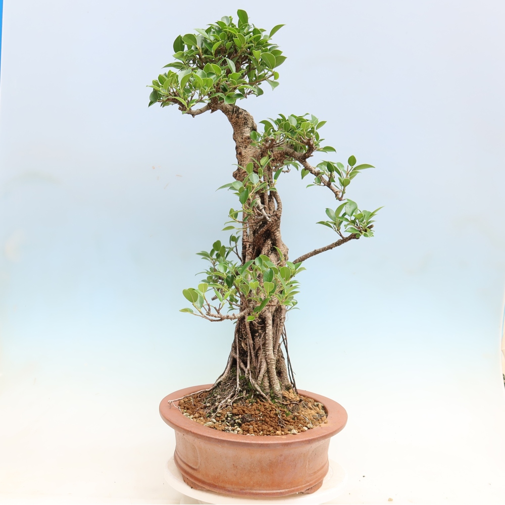 Kamerbonsai - Ficus kimmen - kleinbladige ficus
