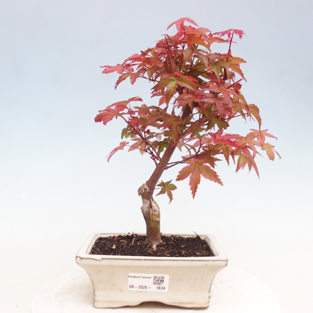 Bonsai voor buiten - Acer palmatum DESHOJO
