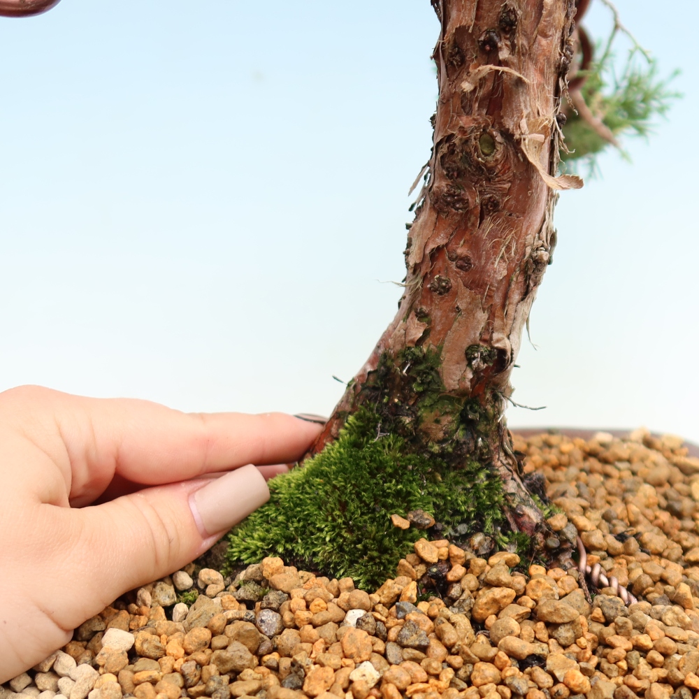 Bonsai voor buiten - Juniperus chinensis Kishu