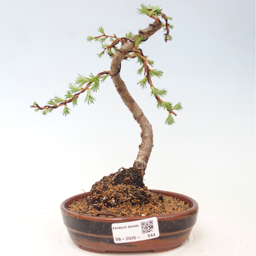 Bonsai voor buiten - Larix Kaempferi - Japanse lariks