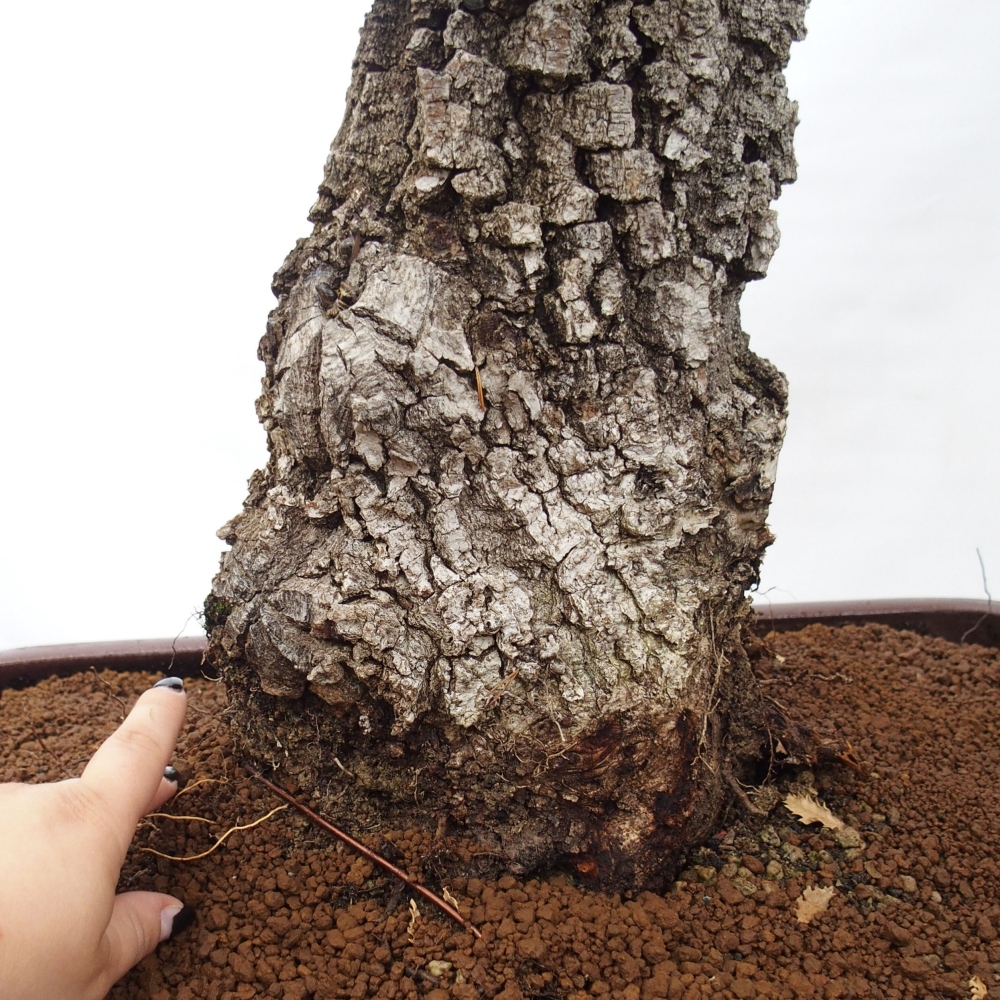 Yamadori - Quercus Ilex -Oakhulst