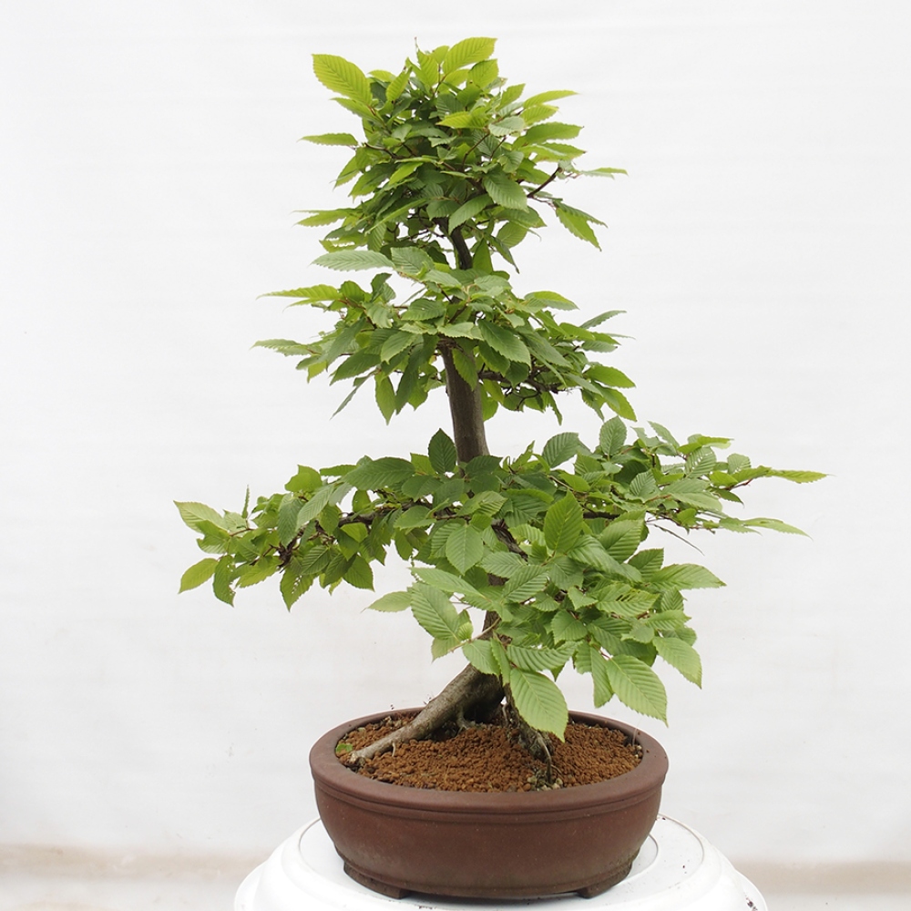 Bonsai voor buiten - Haagbeuk - Carpinus betulus