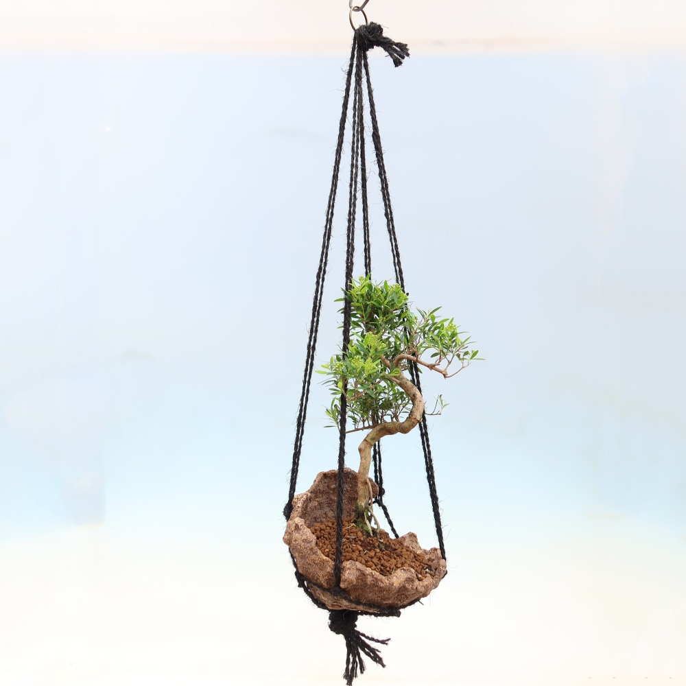 Kokedama in keramiek -Syzygium - Pimentboom