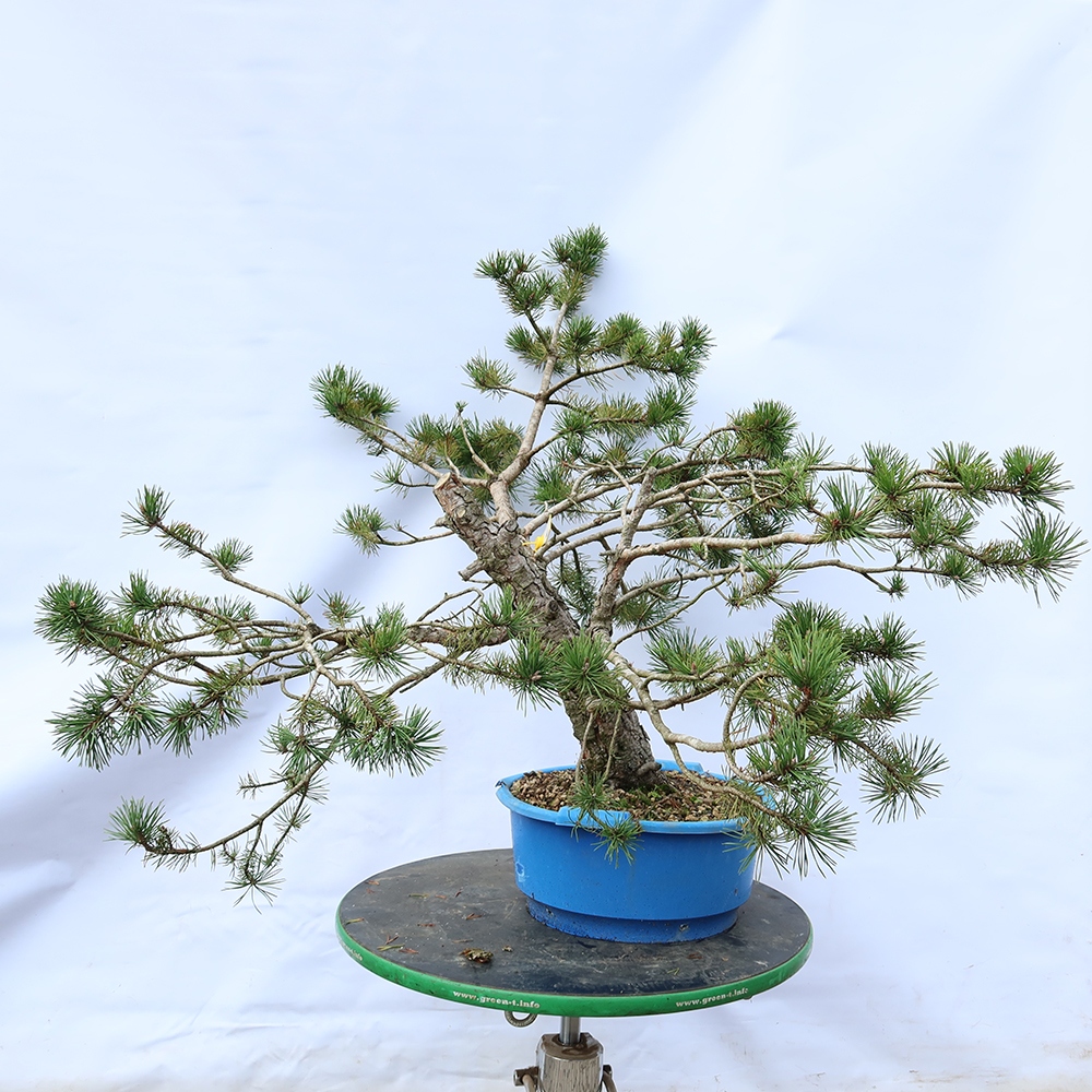 Pinus sylvestris Spanje - grove den