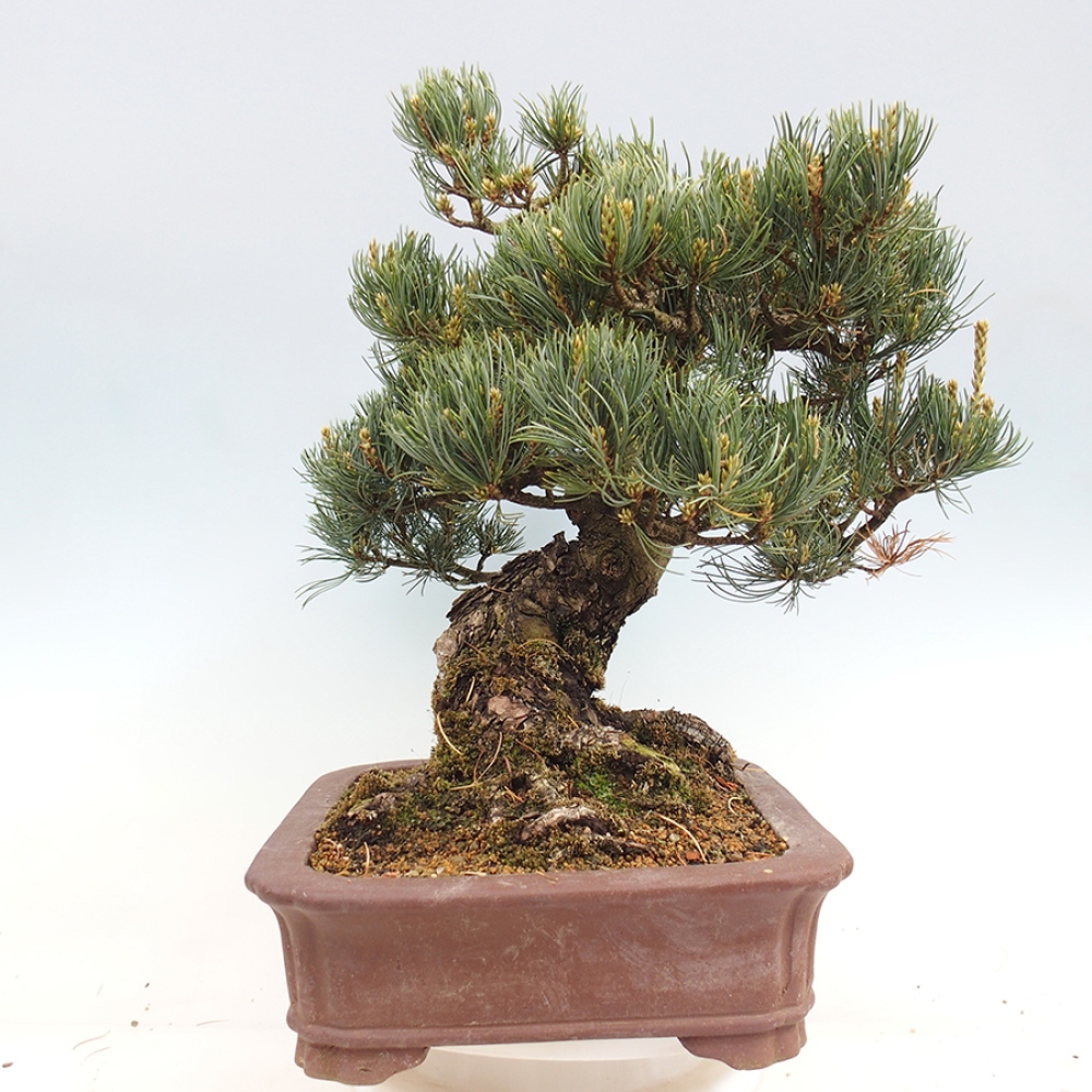 Bonsai voor buiten - Pinus parviflora - Pinus parviflora