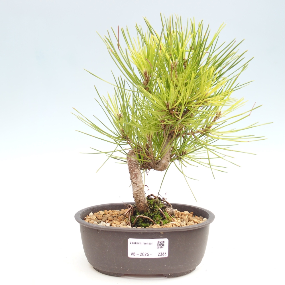 Bonsai voor buiten - Pinus thunbergii - Thunberg den