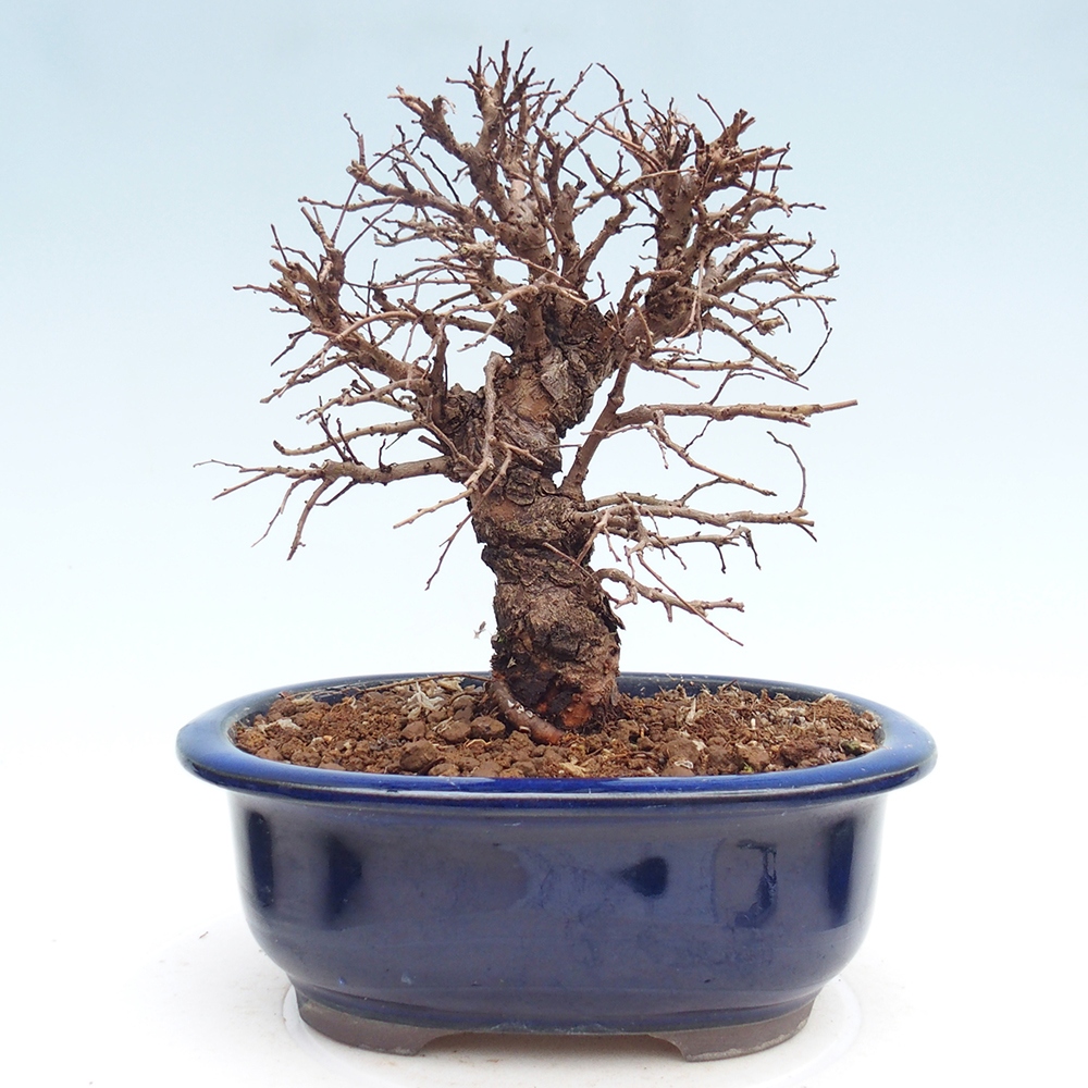 Bonsai voor buiten - Zelkova - Zelkova NIRE