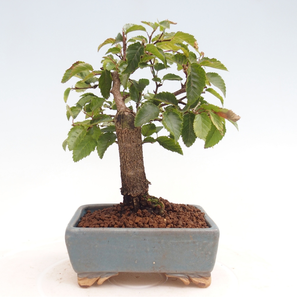 Bonsai voor buiten -Carpinus CARPINOIDES - Koreaanse haagbeuk