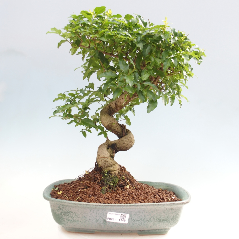 Kamerbonsai -Ligustrum chinensis - Vogelsnavel