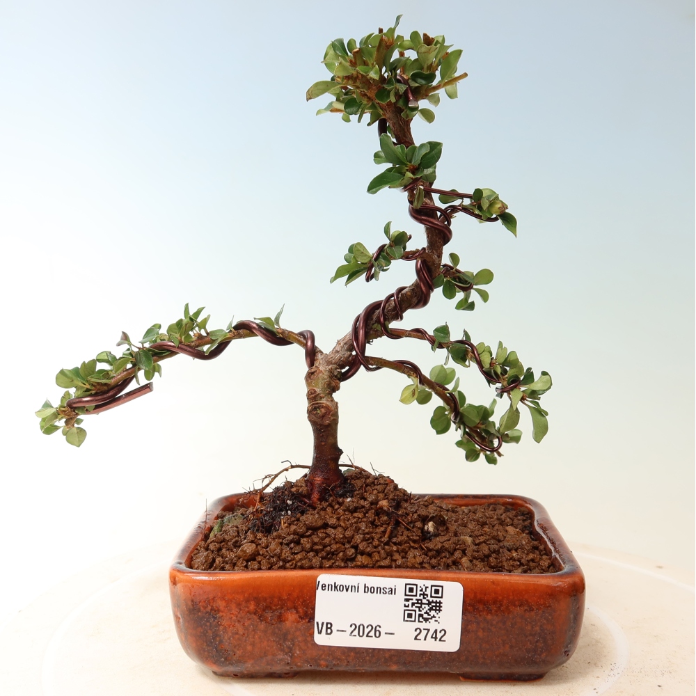 Bonsai voor buiten - Cotoneaster horizontalis - Rocky Mountain