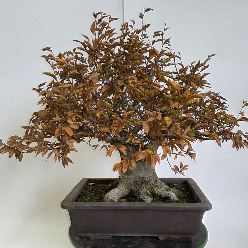 Bonsai voor buiten - Fagus crenata