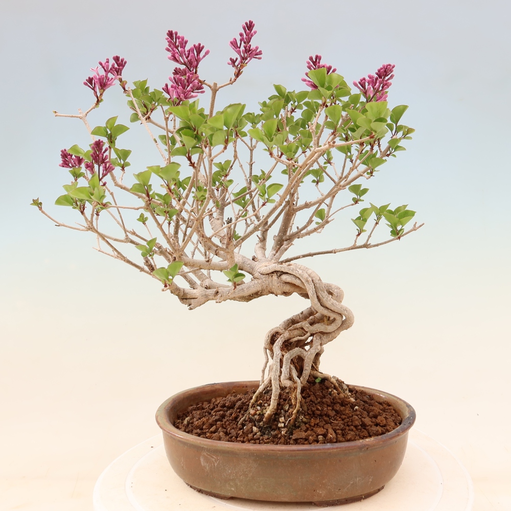 Bonsai voor buiten - Syringa microphylla - kleinbloemige sering