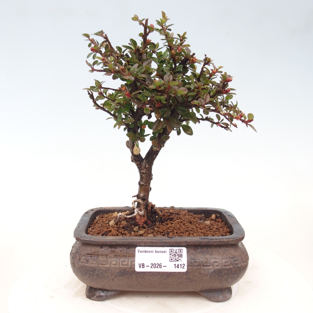 Bonsai voor buiten - Cotoneaster horizontalis - Rocky Mountain