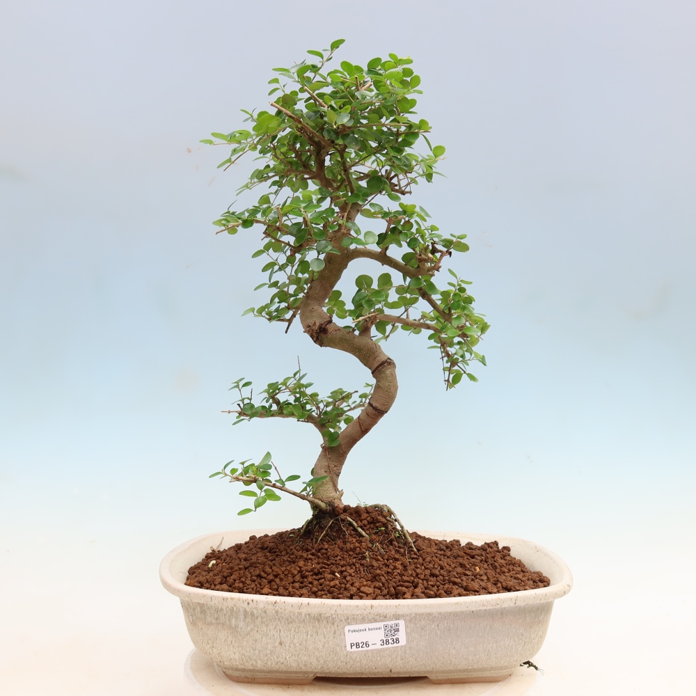 Kamerbonsai -Ligustrum retusa - kleinbladige vogelbek