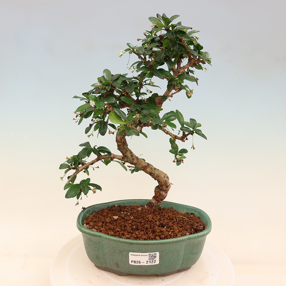 Kamerbonsai - Carmona macrophylla - Thee fuki