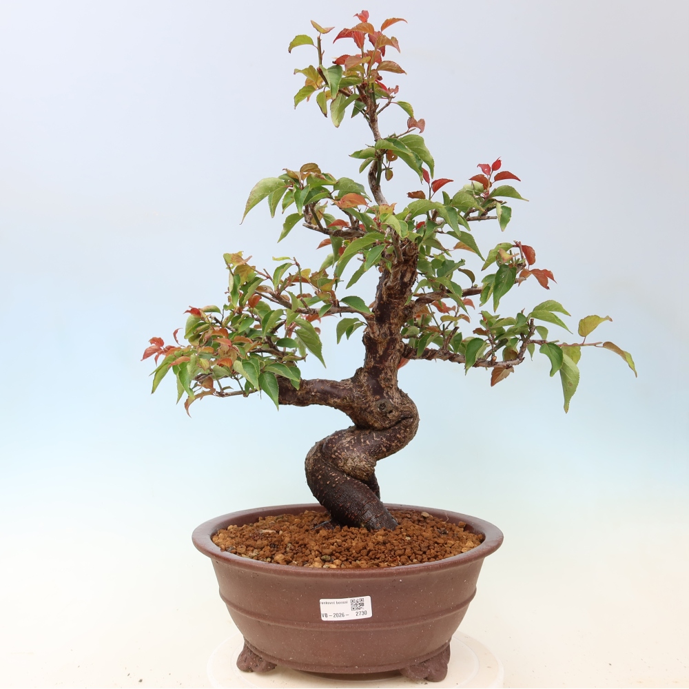 Bonsai voor buiten – Japanse abrikoos – Prunus Mume