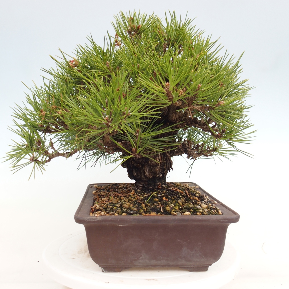 Bonsai voor buiten - Pinus thunbergii - Thunberg den