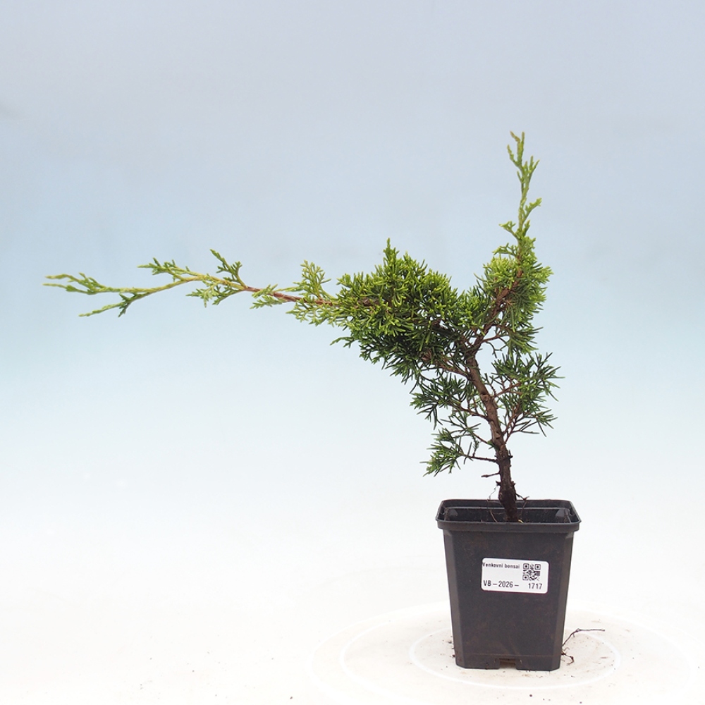 Bonsai voor buiten - Juniperus chinensis Itoigawa