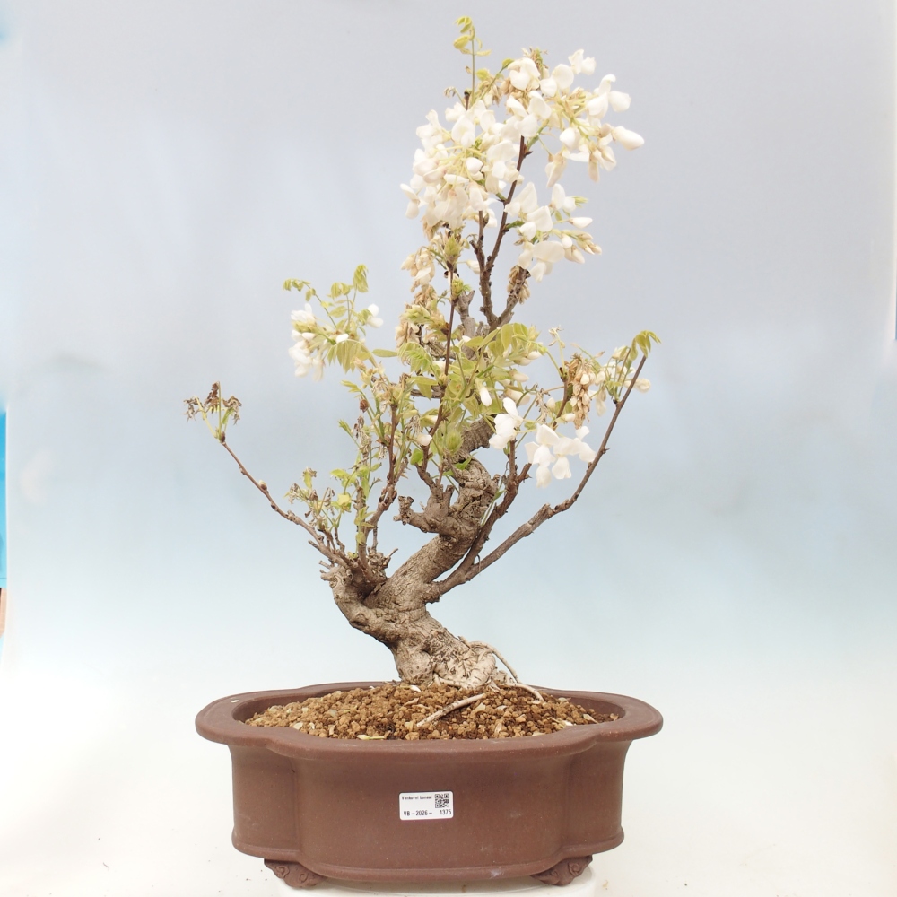Bonsai voor buiten - Vistaria - Wisteria