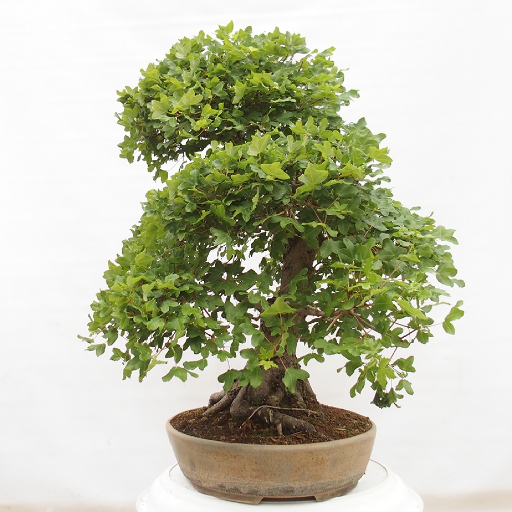 Bonsai voor buiten - Franse esdoorn - Acer Nonspessulanum