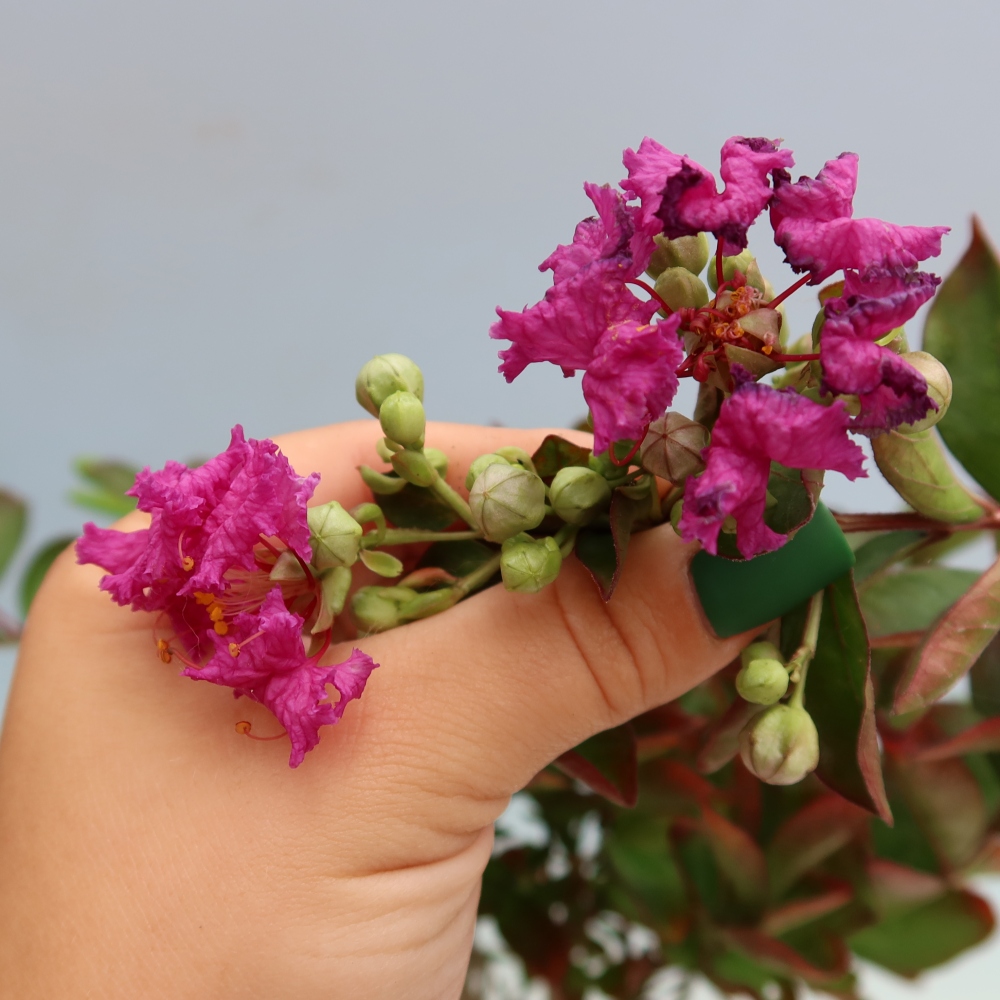 Kamerbonsai - Lagerstroemia indica - Indische seringenboom
