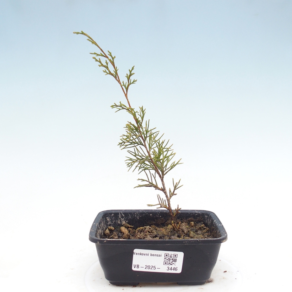 Bonsai voor buiten - Juniperus chinensis Itoigawa