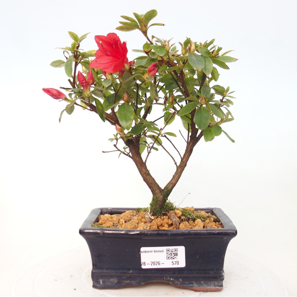 Bonsai voor buiten - Japanse azalea - Azalea sp.