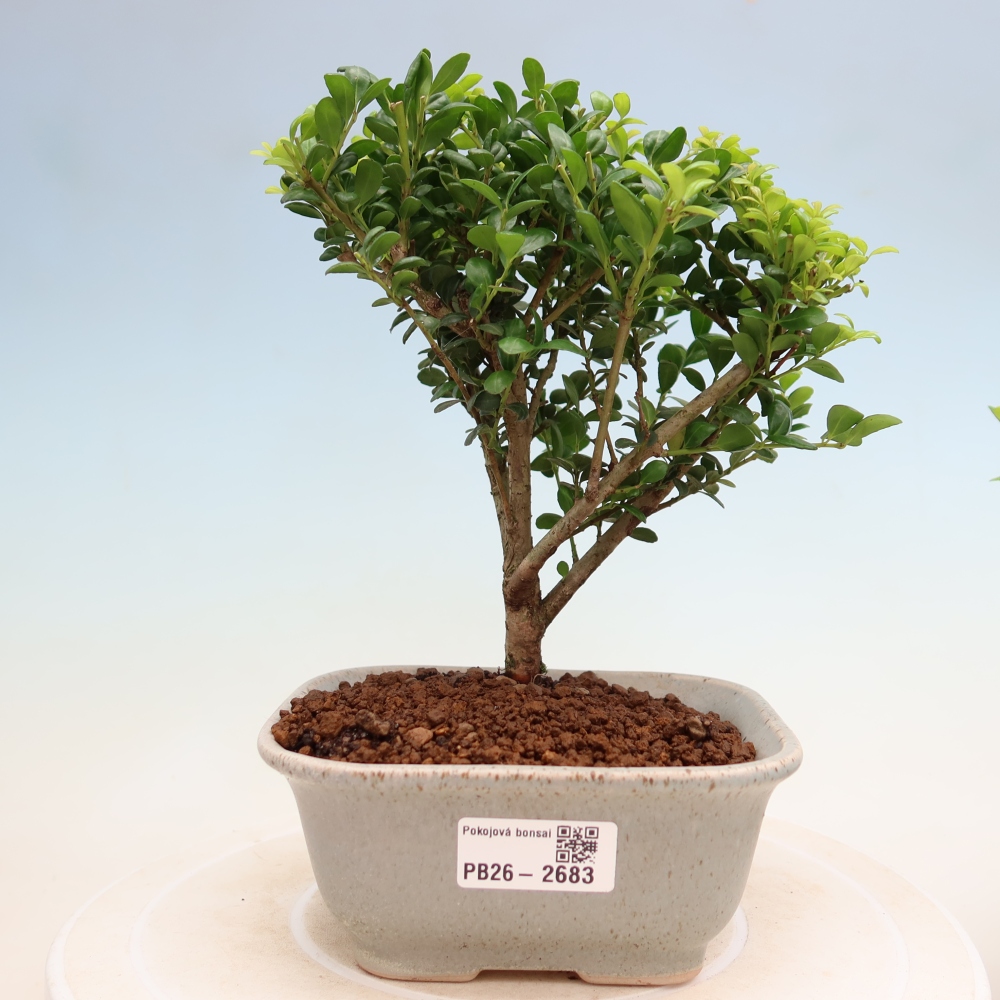 Kamerbonsai - Ilex crenata - Hulst