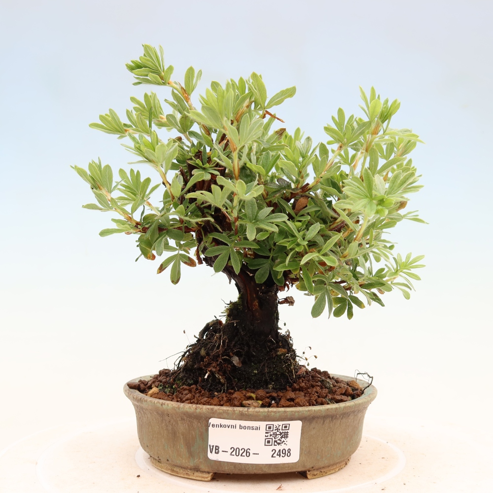 Bonsai voor buiten - Potentila fruticosa