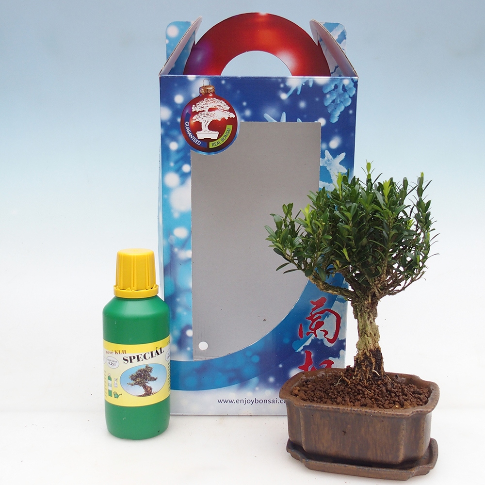 Kamerbonsai in geschenkverpakking Buxus harlandii - kurk buxus