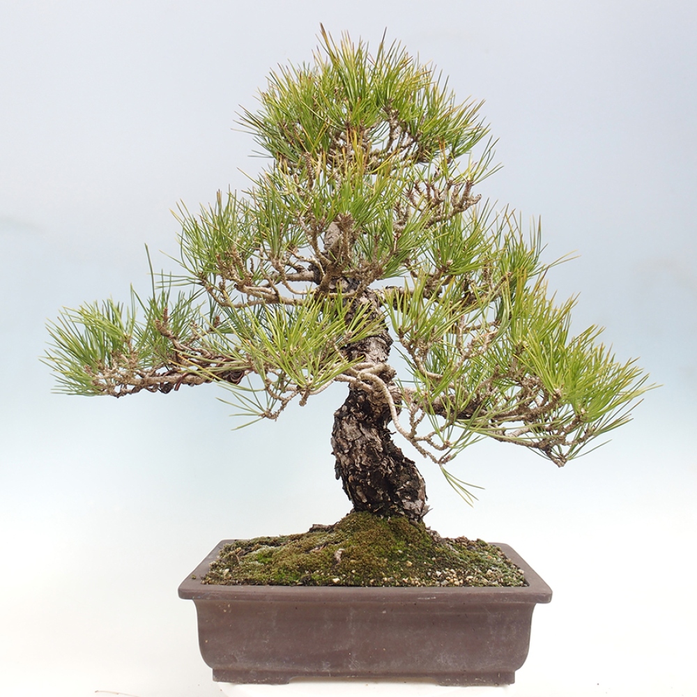 Bonsai voor buiten - Pinus thunbergii - Thunberg den