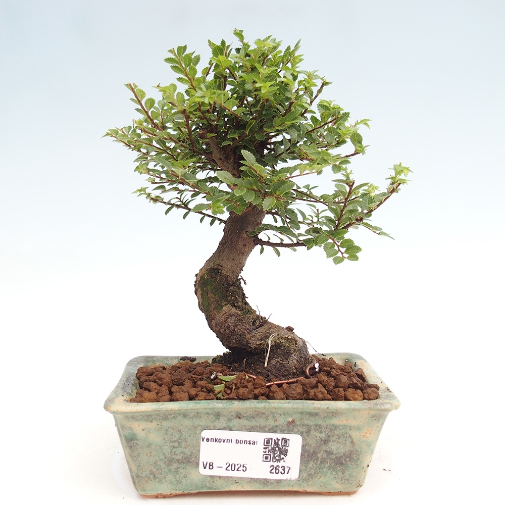 Bonsai voor buiten - Ulmus parvifolia Hokkaido - Chinese iep