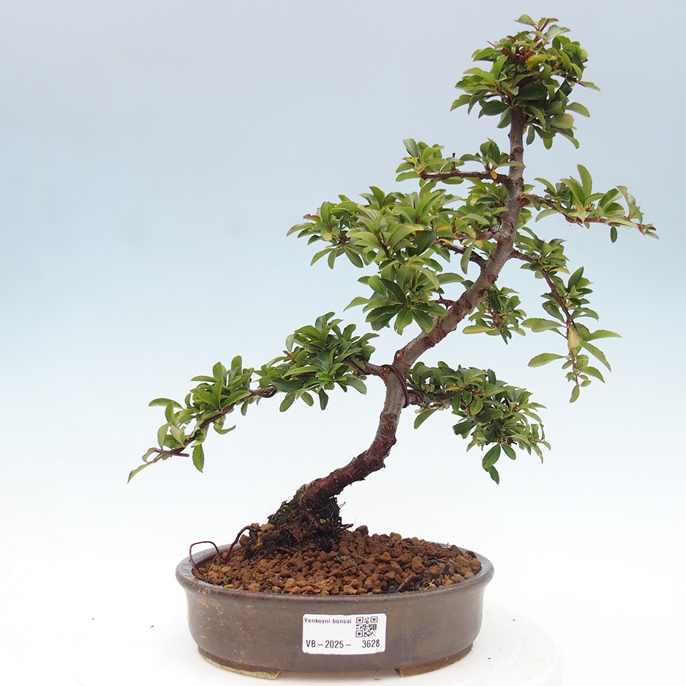 Bonsai-Pyracantha Teton voor buiten -Hlox