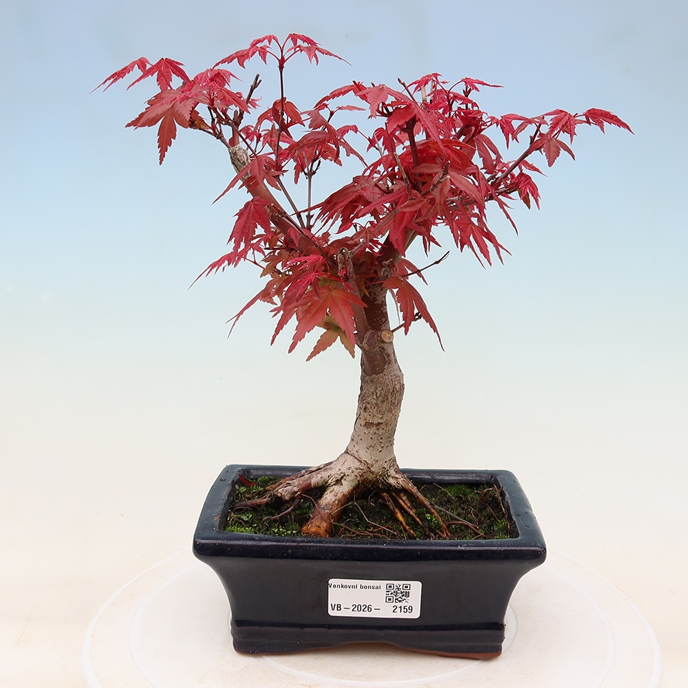 Bonsai voor buiten - Acer palmatum DESHOJO