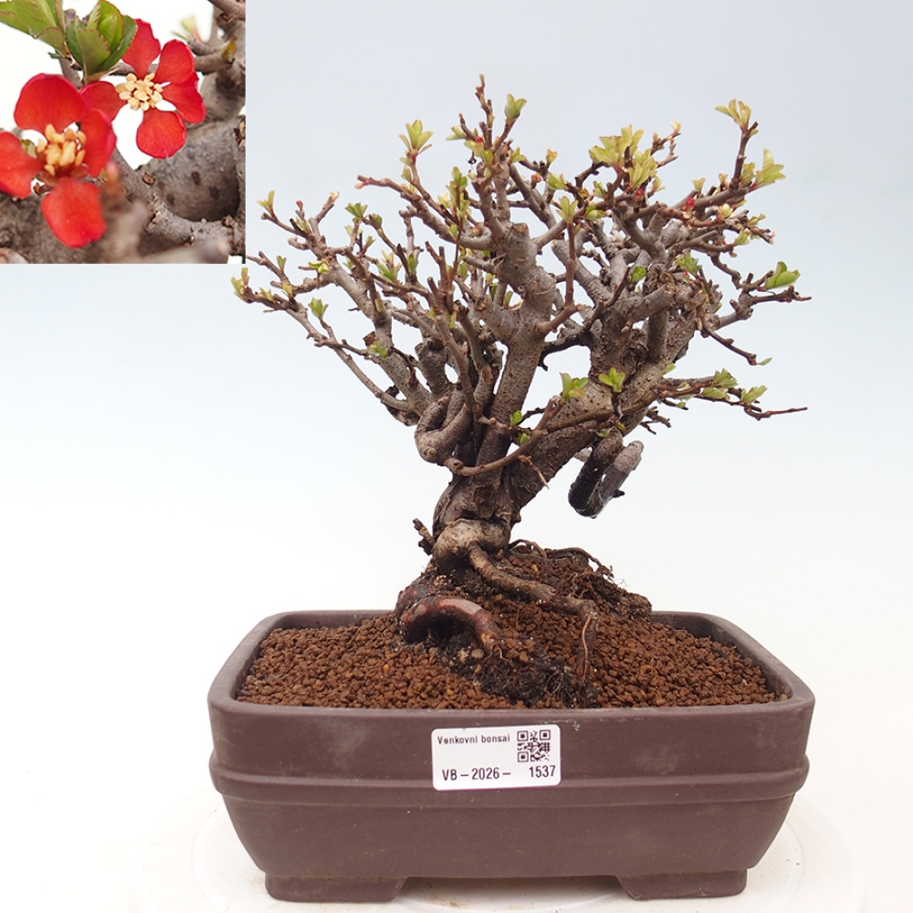 Bonsai voor buiten - Chaneomeles speciosa - Kweepeer