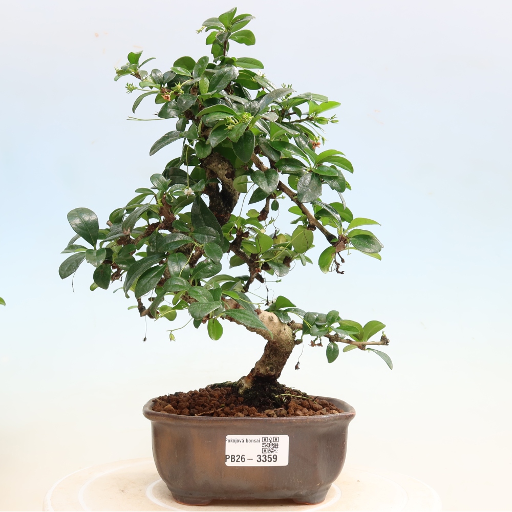 Kamerbonsai - Carmona macrophylla - Thee fuki
