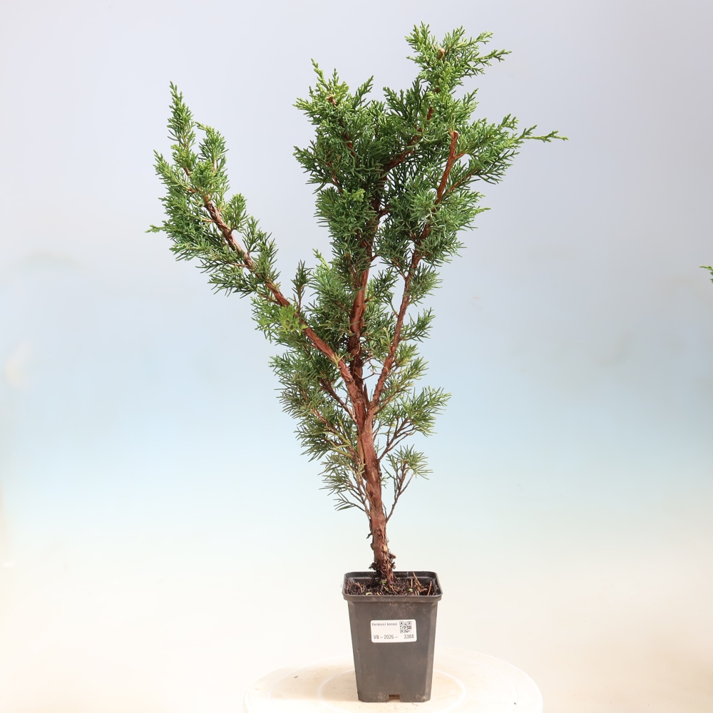 Bonsai voor buiten - Juniperus chinensis Kishu