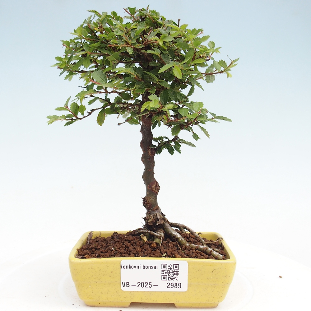 Bonsai voor buiten - Ulmus parvifolia Sagei - Kleinbladige iep
