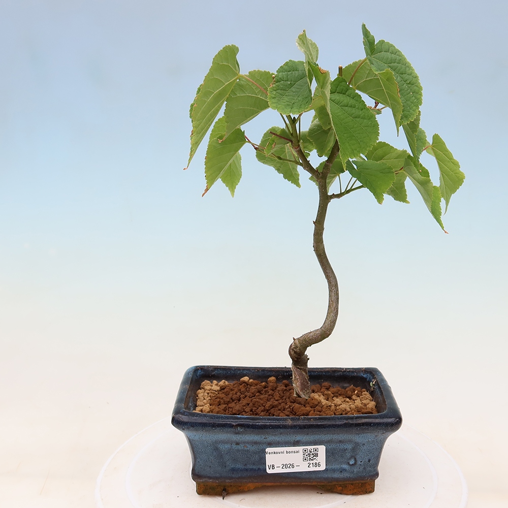 Buitenbonsai - Hartbladige linde - Tilia cordata