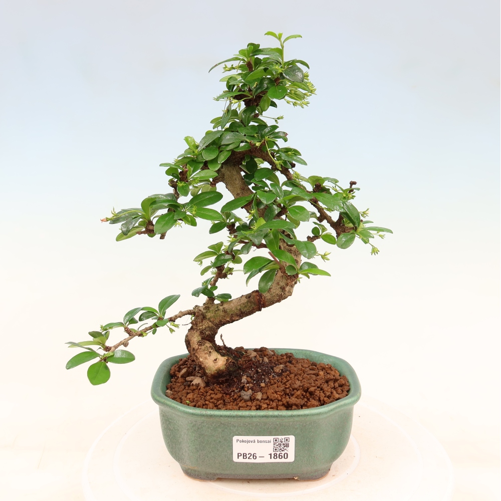 Kamerbonsai - Carmona macrophylla - Thee fuki