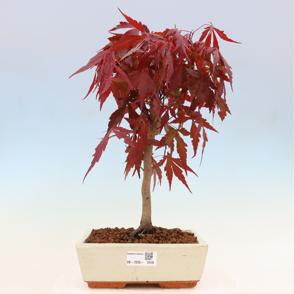 Bonsai voor buiten - Acer palm. Atropurpureum-Javorpalm