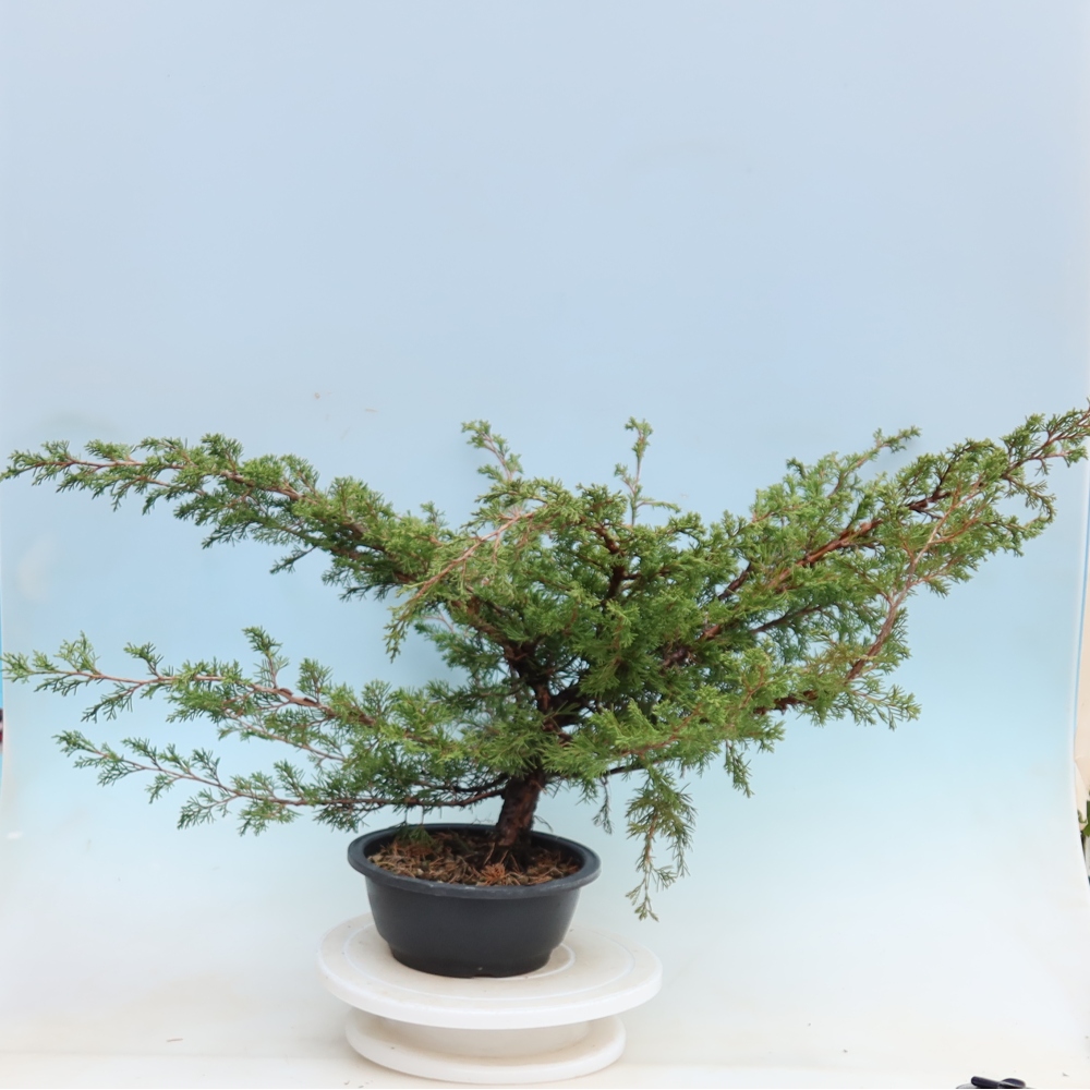 Buitenbonsai - Juniperus chinensis Itoigawa - Chinese jeneverbes