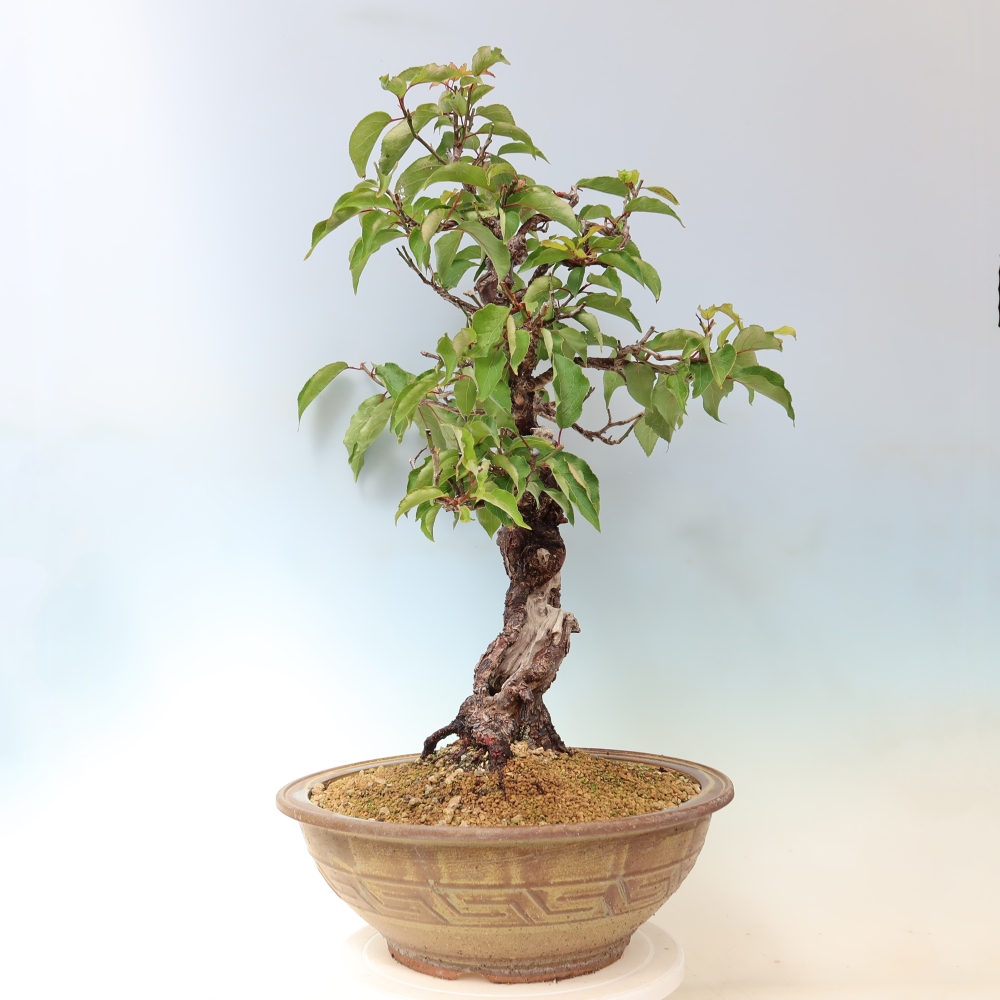 Bonsai voor buiten – Japanse abrikoos – Prunus Mume