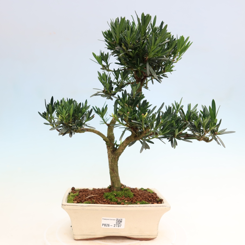 Kamerbonsai - Podocarpus - Taxus