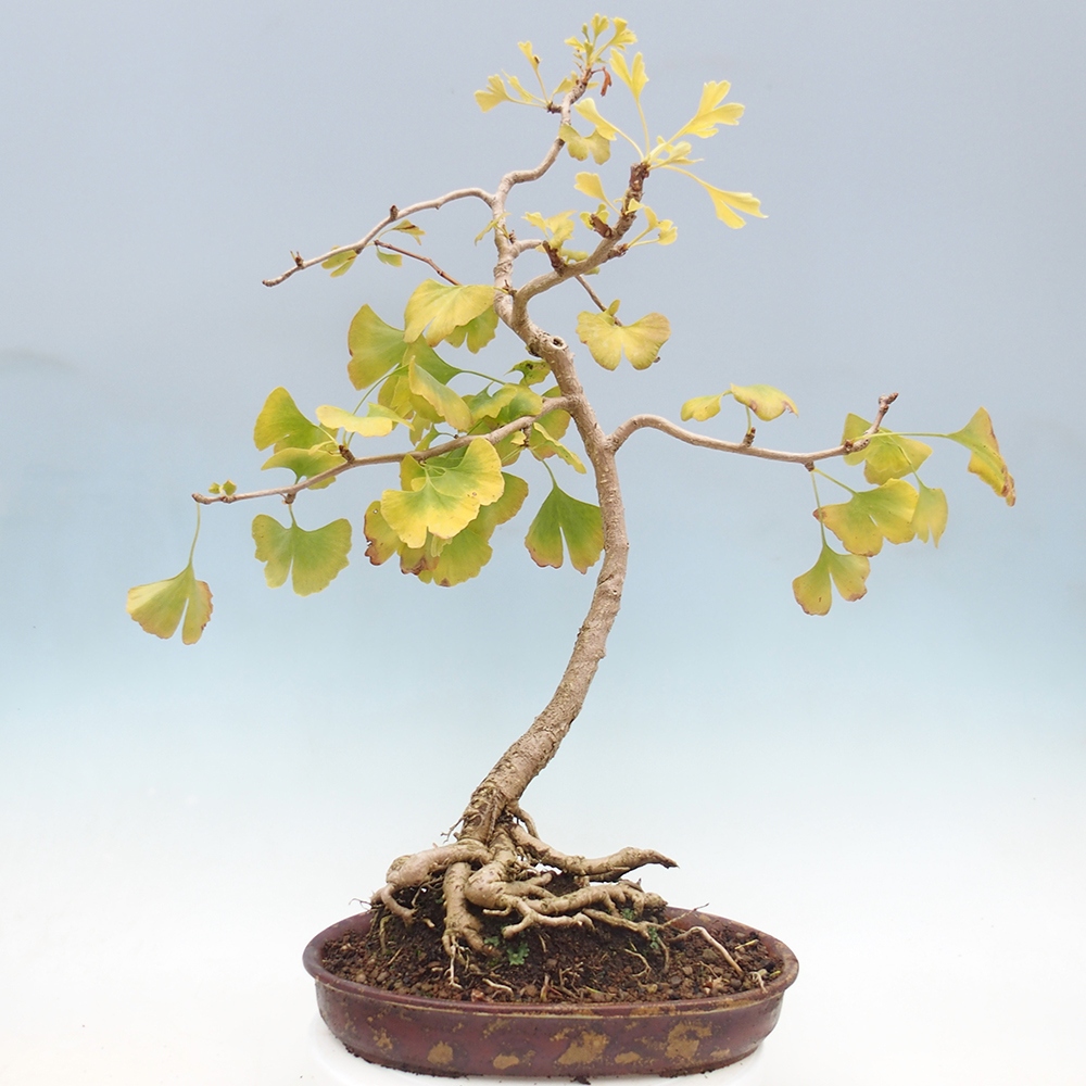 Bonsai voor buiten - Ginkgo biloba