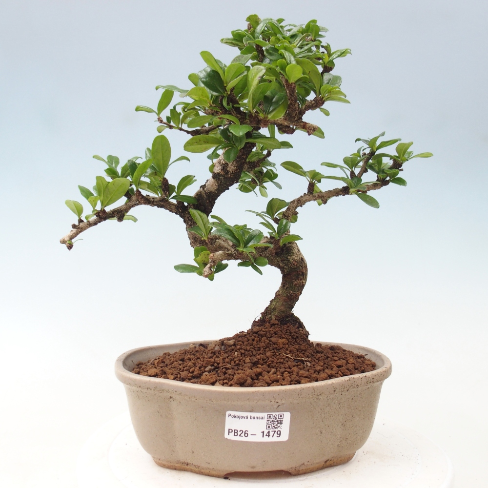 Kamerbonsai - Carmona macrophylla - Thee fuki