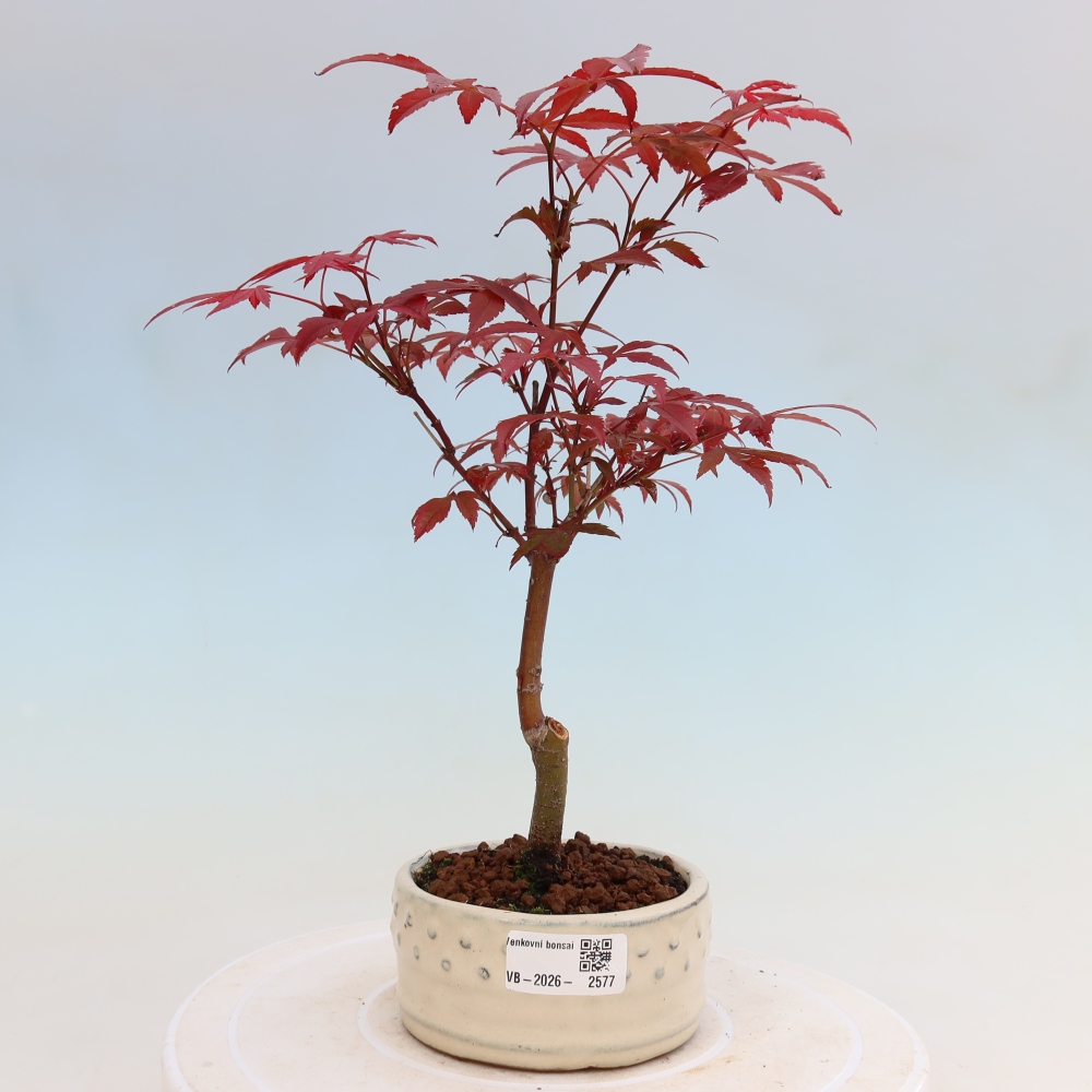Bonsai voor buiten - Acer palm. Atropurpureum-Javorpalm