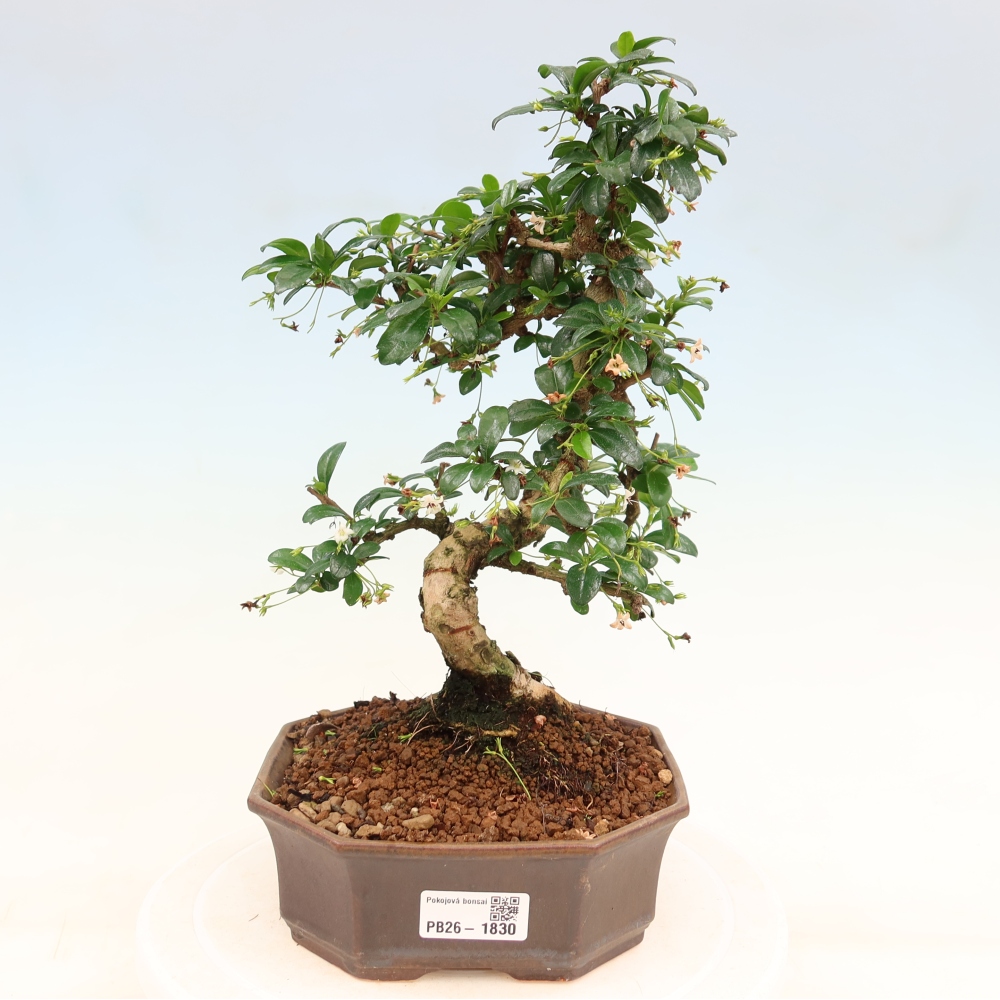 Kamerbonsai - Carmona macrophylla - Thee fuki