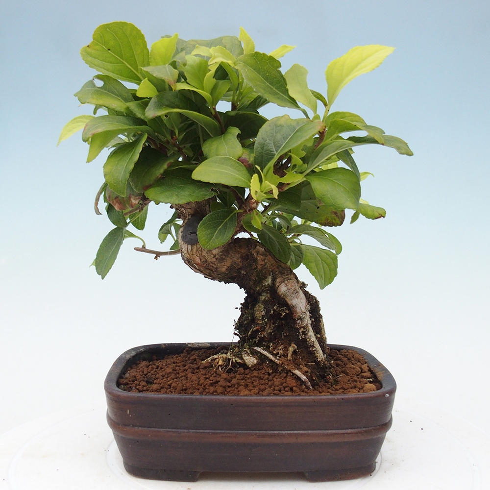 Bonsai voor buiten - Celastrus orbiculatus