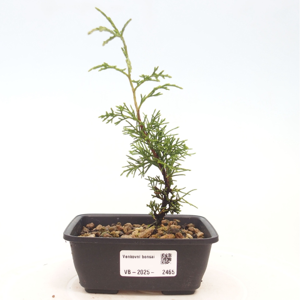 Bonsai voor buiten - Juniperus chinensis Itoigawa